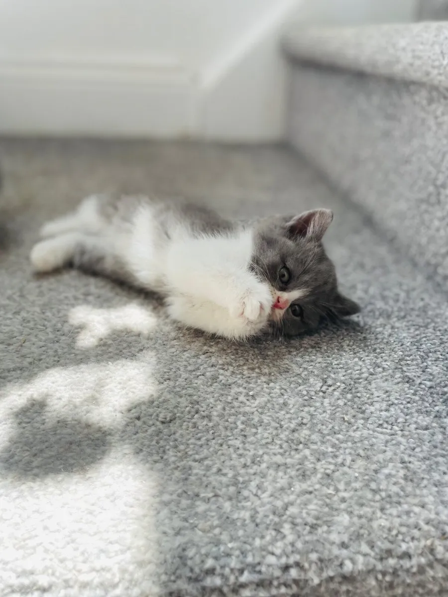 British Shorthair Kittens - Image 2