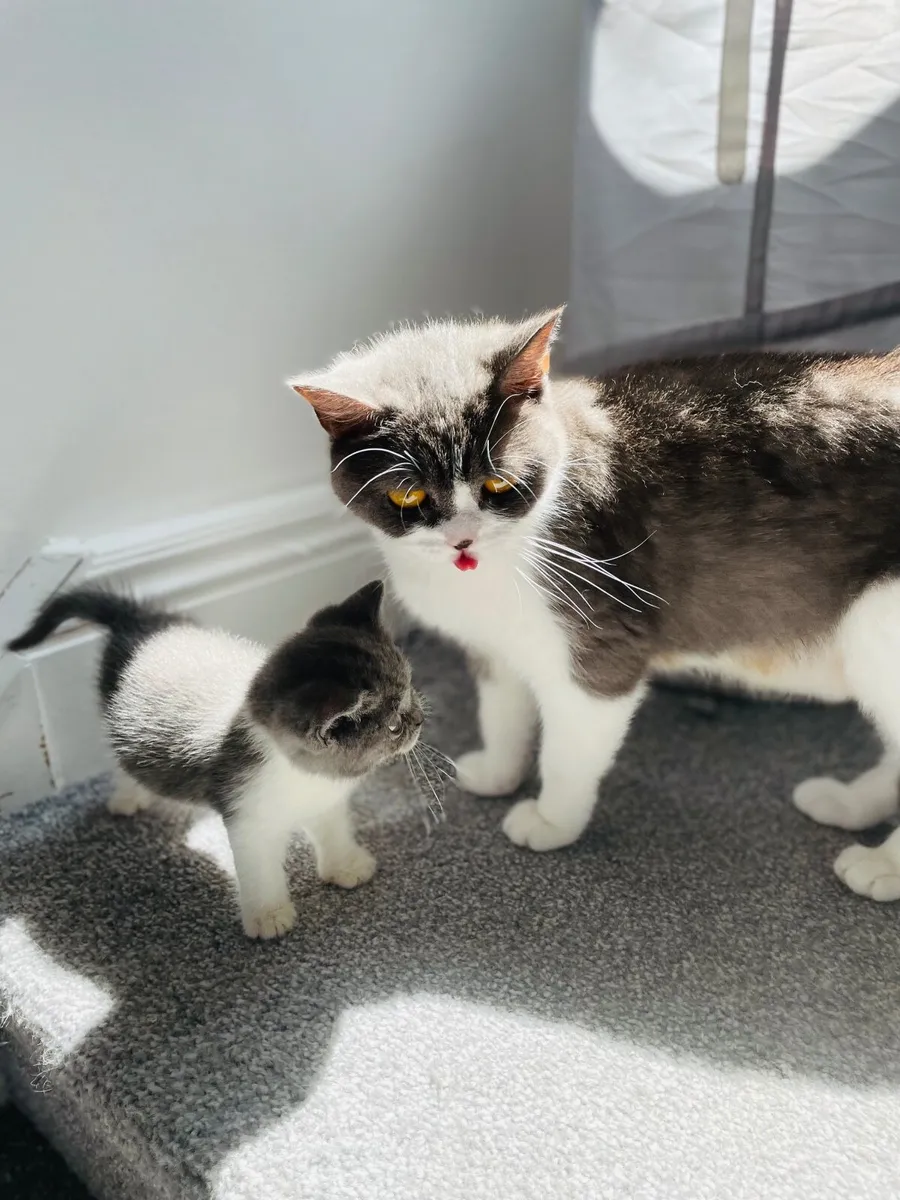 British Shorthair Kittens - Image 3