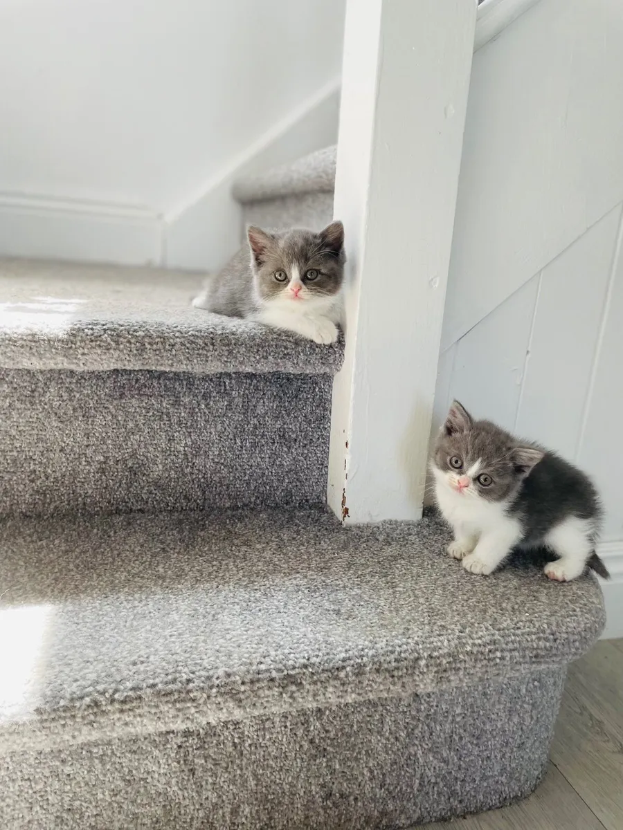British Shorthair Kittens - Image 4