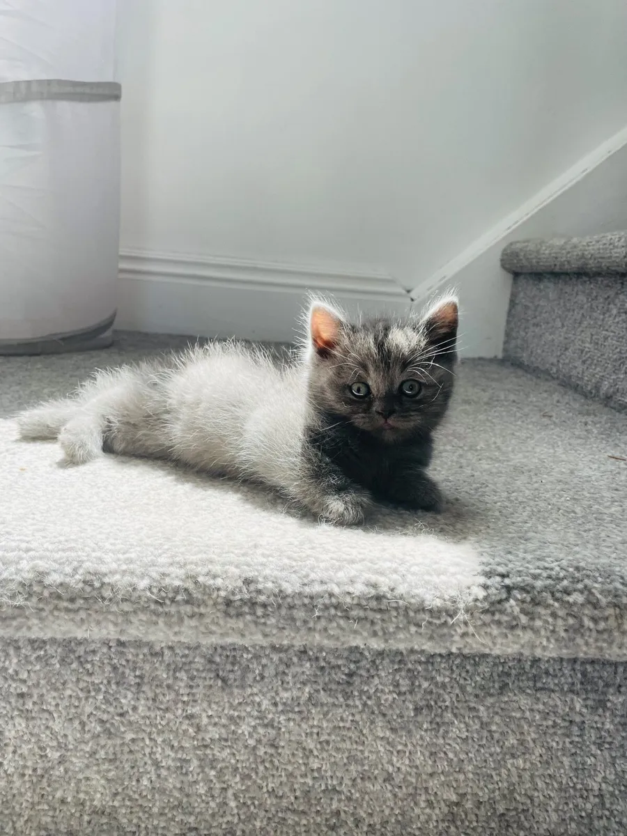 British Shorthair Kittens - Image 1