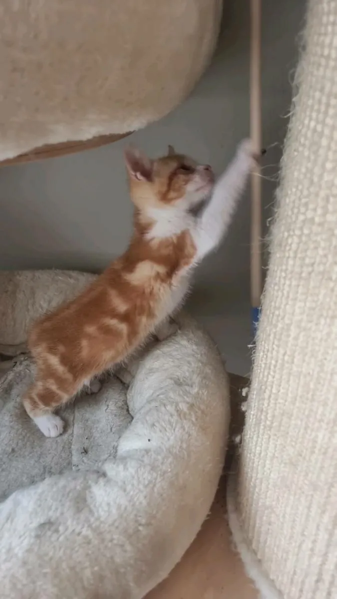 Beautiful half Ragdoll kittens 😸 - Image 3