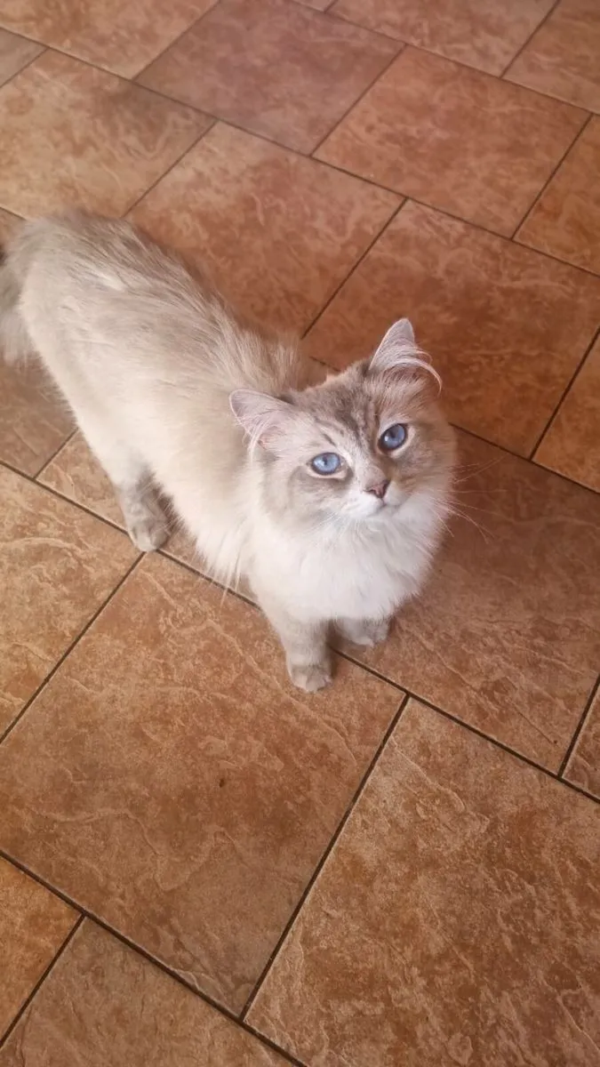 Beautiful half Ragdoll boy available 💙 - Image 2