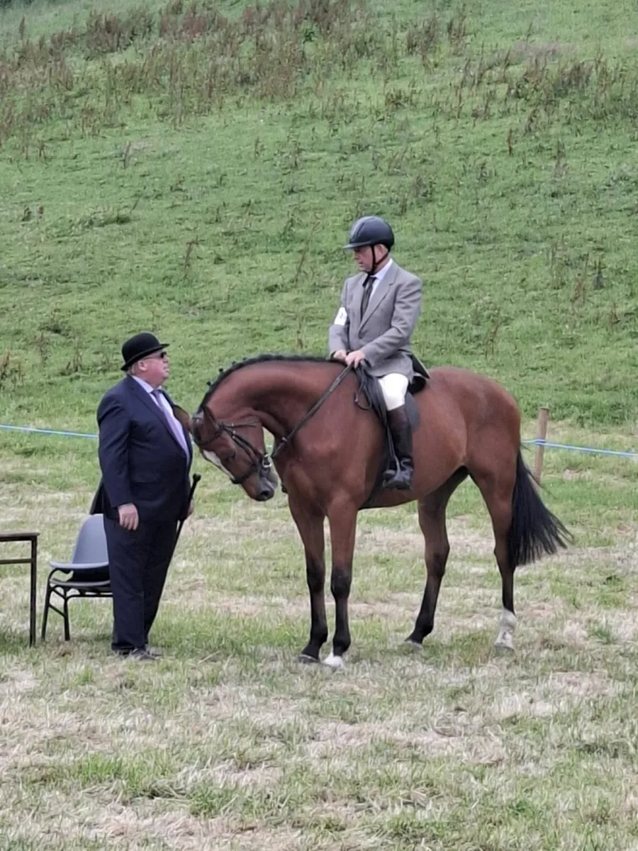 Horse - Image 4
