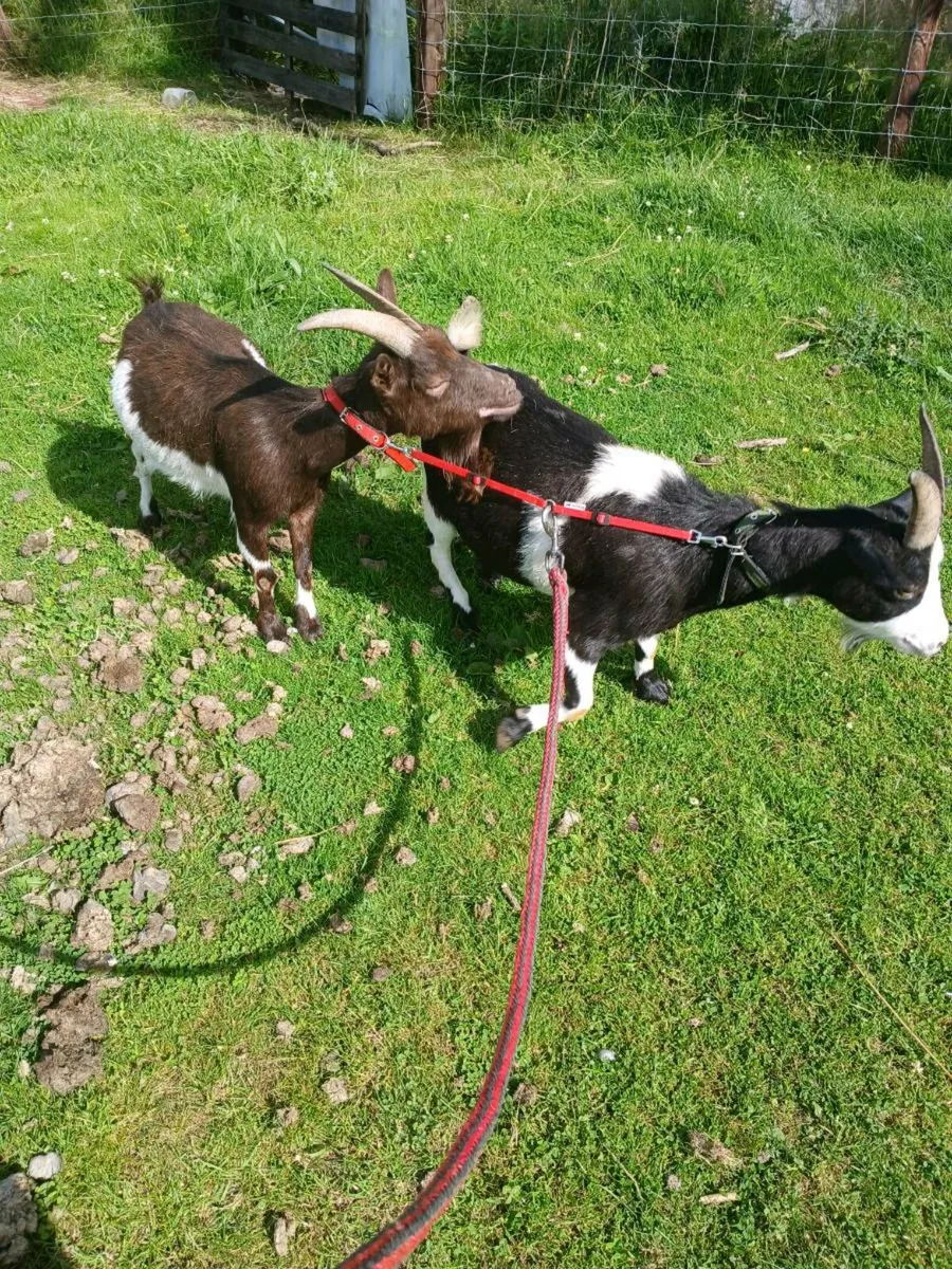 Purebred pygmy nanny's x2 - Image 1