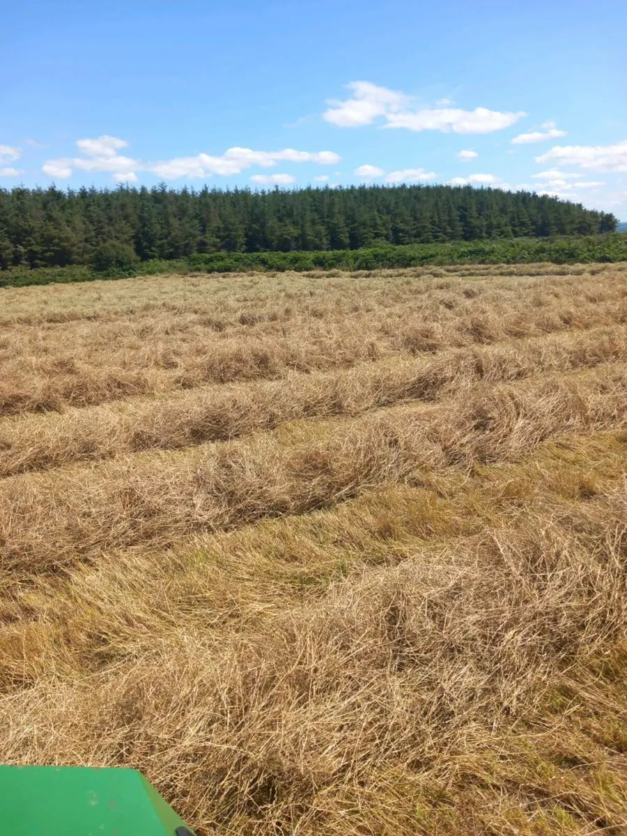 65 Small square bales of hay - Image 2