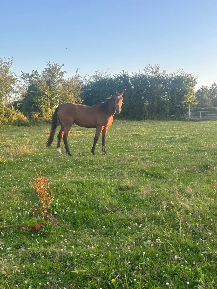16/3 gelding broken and ridden 850€€ - Image 4