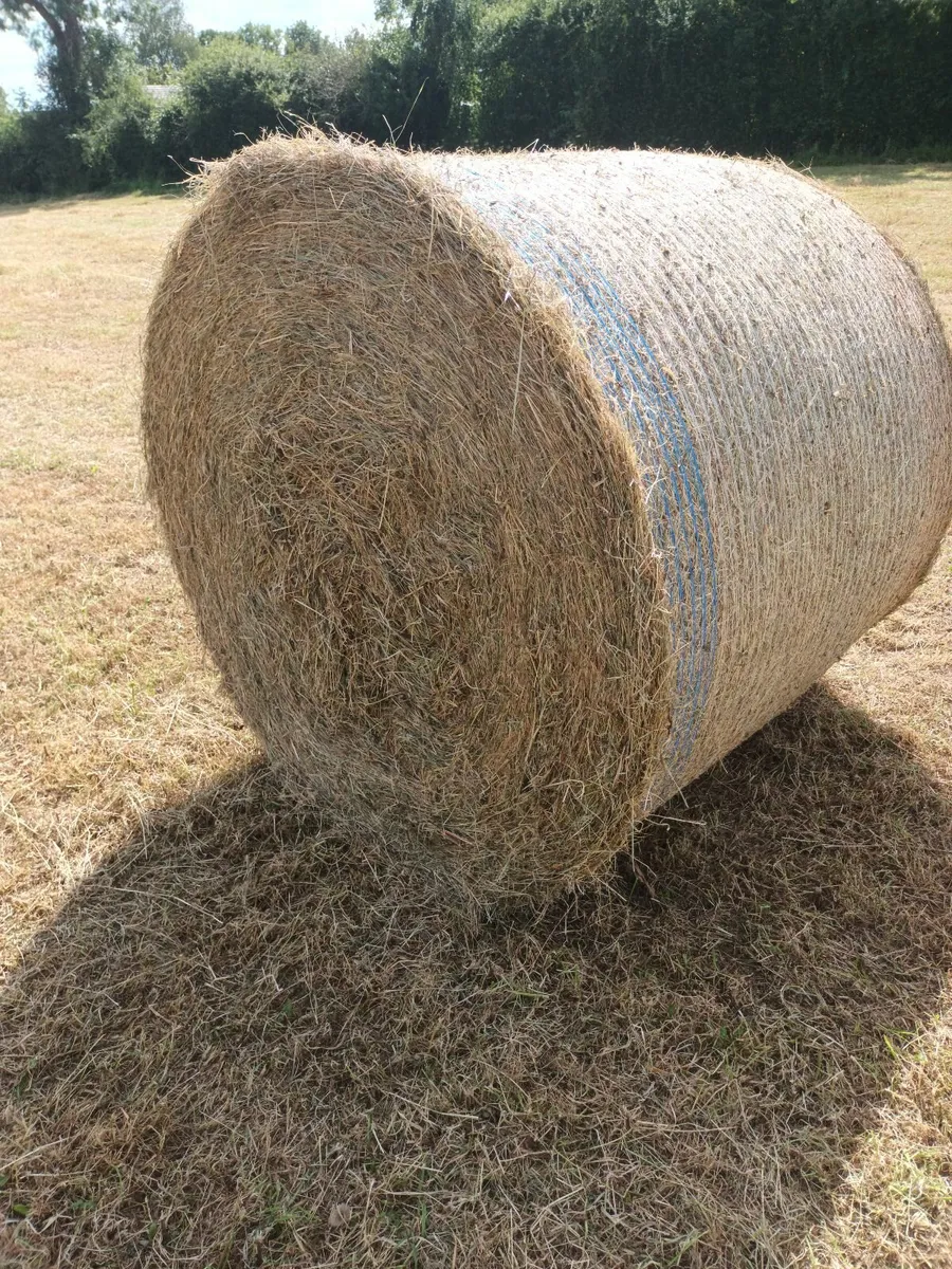 Bales of hay
