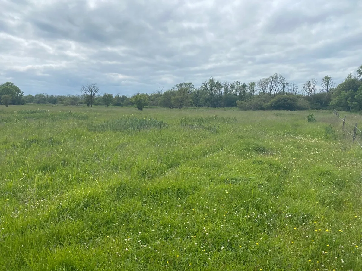 32 acres of callows for cutting, ready immediatel. - Image 1