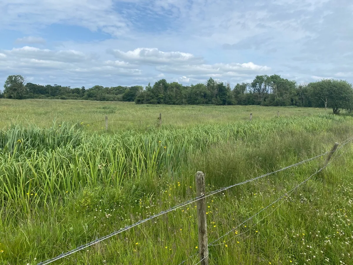 32 acres of callows for cutting, ready immediatel. - Image 2