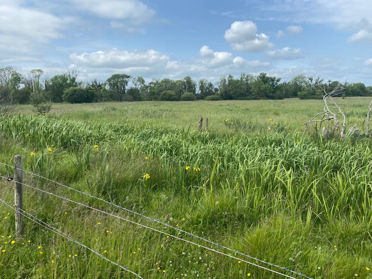 32 acres of callows for cutting, ready immediatel. - Image 3