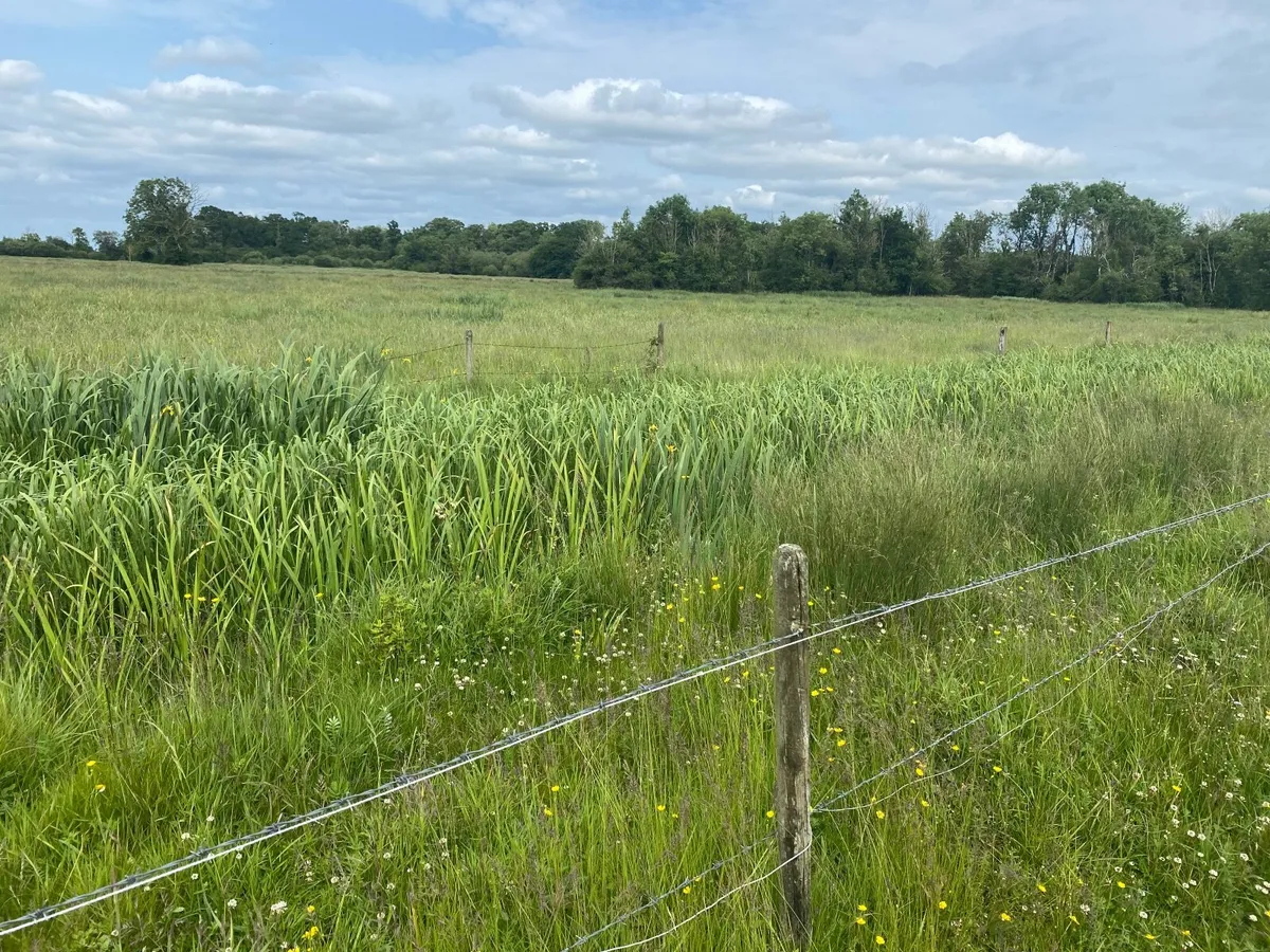 32 acres of callows for cutting, ready immediatel. - Image 4