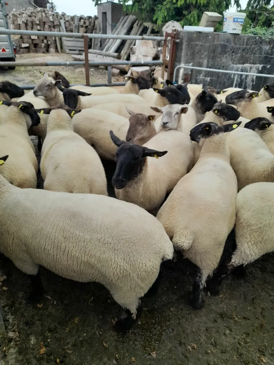 Hoggets - Image 2