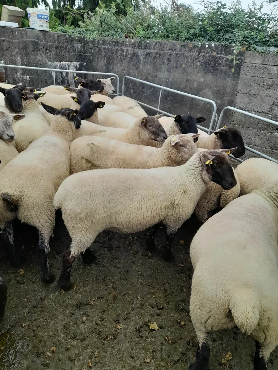 Hoggets - Image 3