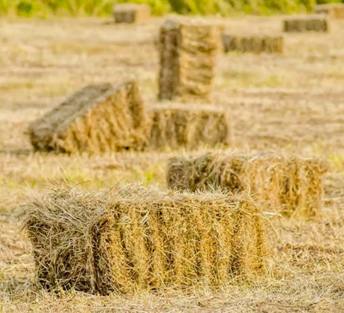 Square Bales of Hay for sale