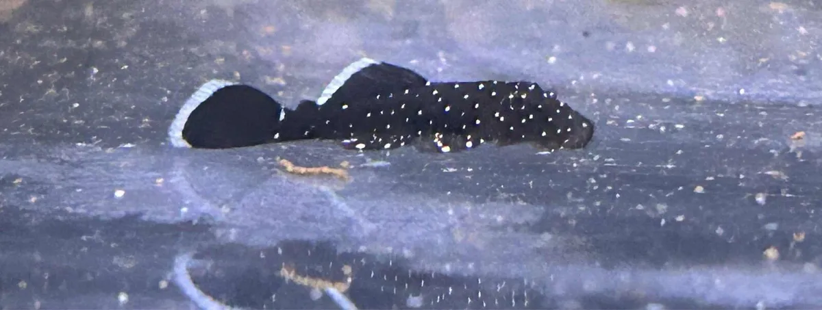 Top quality home bred tropical fish - Image 2