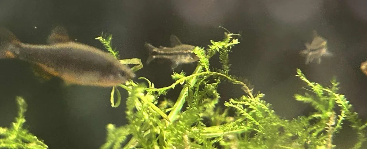 Top quality home bred tropical fish - Image 3