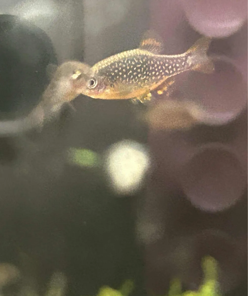 Top quality home bred tropical fish - Image 1