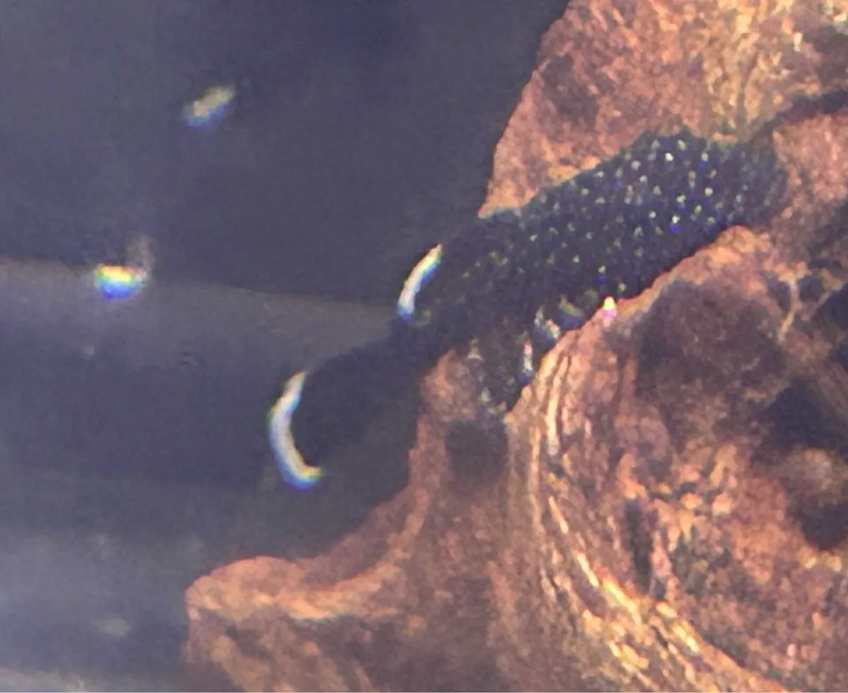 Top quality home bred tropical fish - Image 4