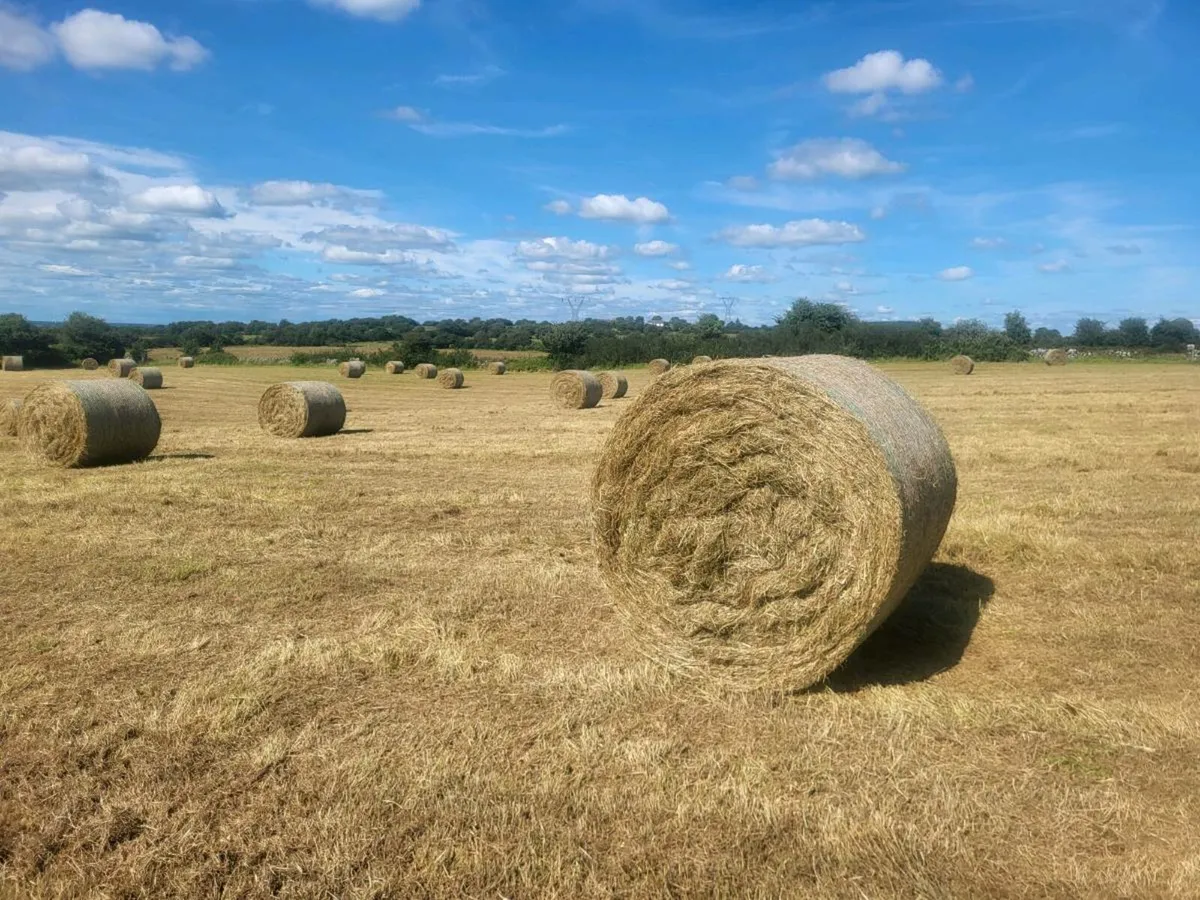 Hay - Image 1