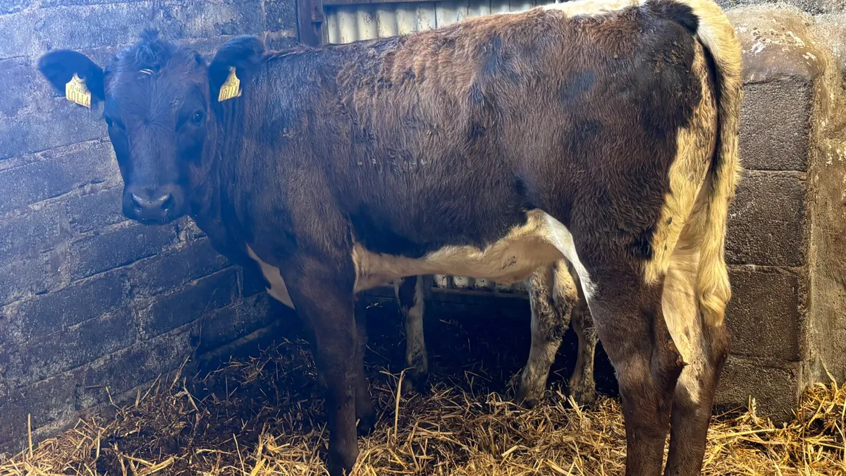 ⭐️ Limousin Breeding Heifer Wealing ⭐️ - Image 4