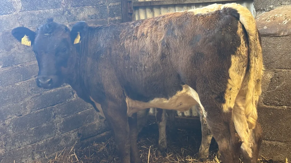 ⭐️ Limousin Breeding Heifer Wealing ⭐️ - Image 2