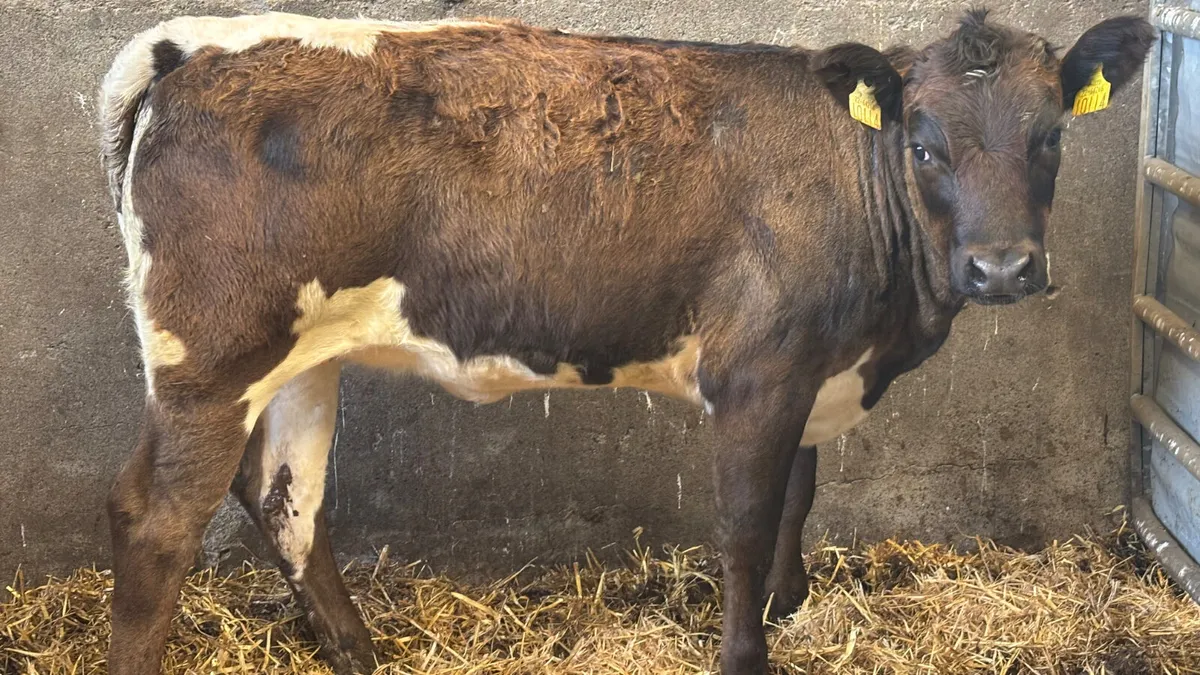 ⭐️ Limousin Breeding Heifer Wealing ⭐️ - Image 1