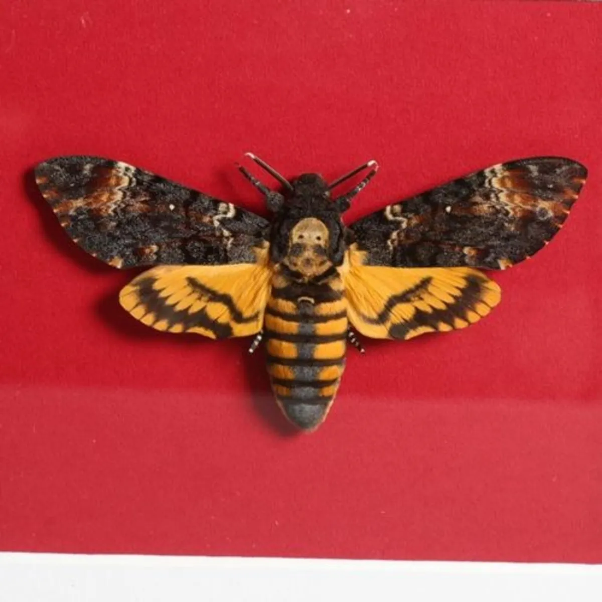 Taxidermy - Deaths Head Moth - Image 2