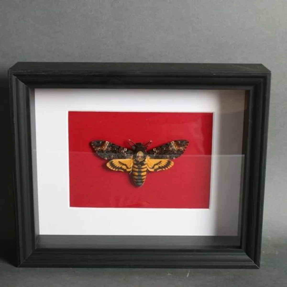 Taxidermy - Deaths Head Moth - Image 1