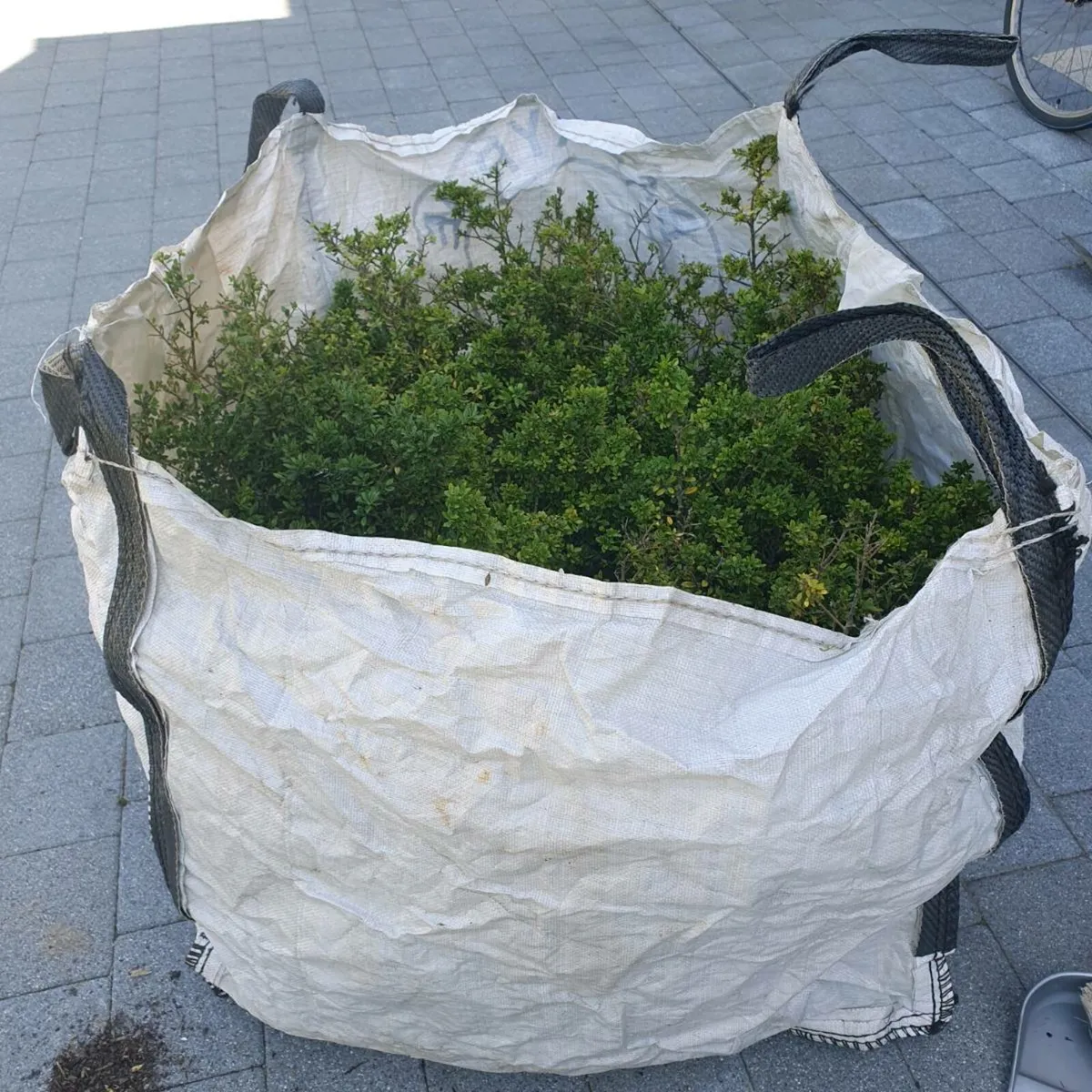 Ilex Crenata  x33 hedging shrub's - Image 1