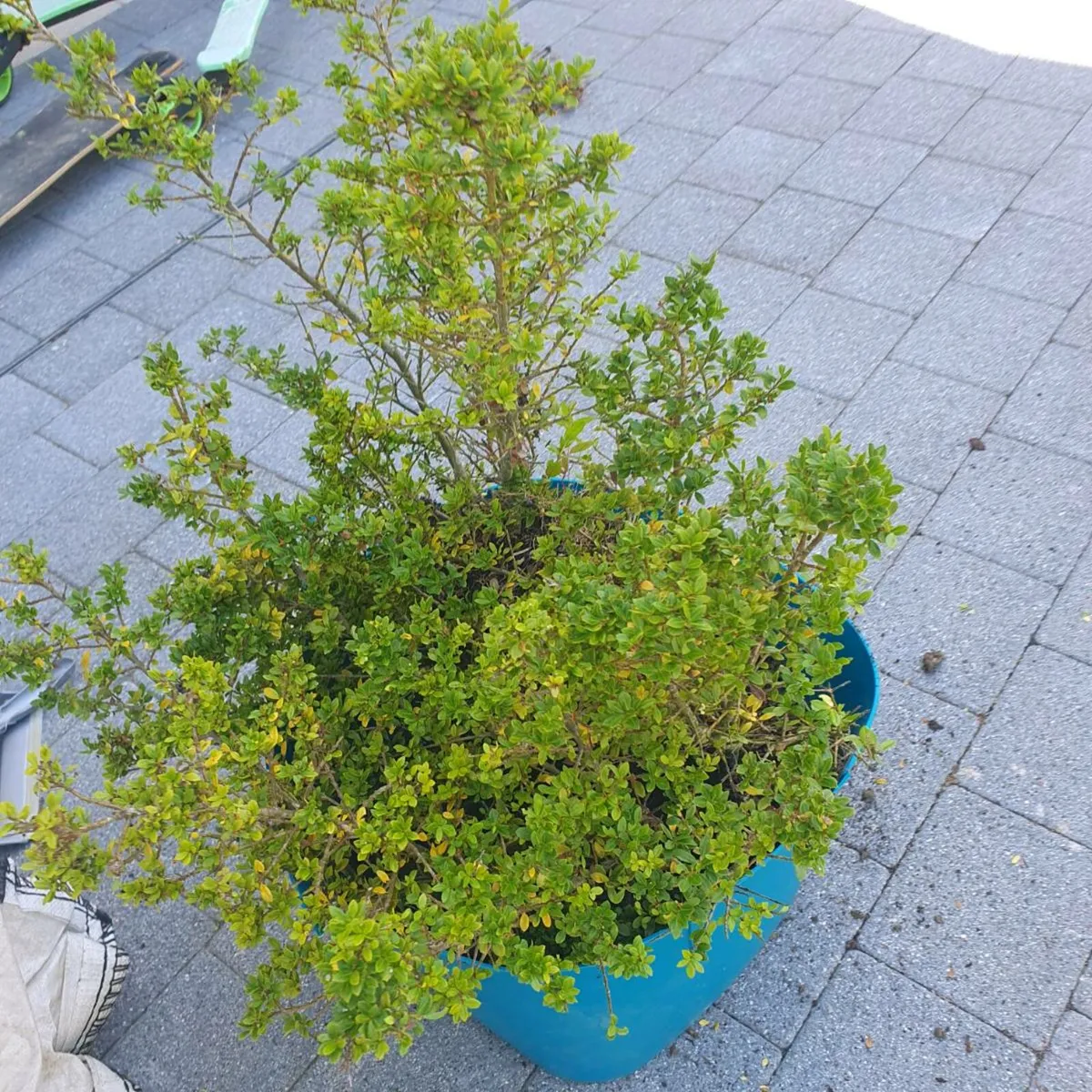 Ilex Crenata  x33 hedging shrub's - Image 2