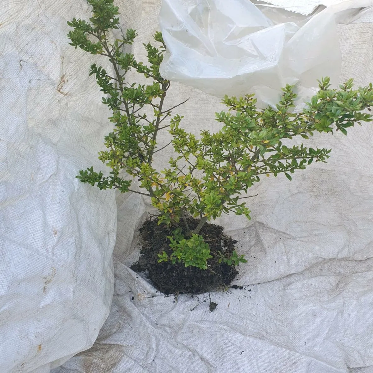 Ilex Crenata  x33 hedging shrub's - Image 3