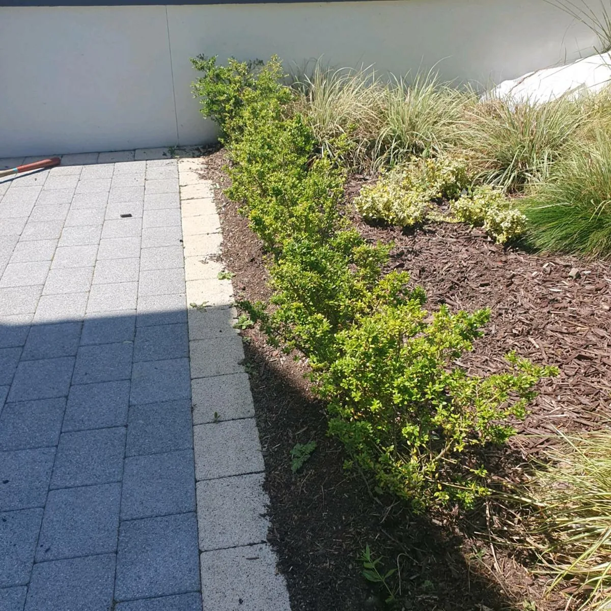 Ilex Crenata  x33 hedging shrub's - Image 4