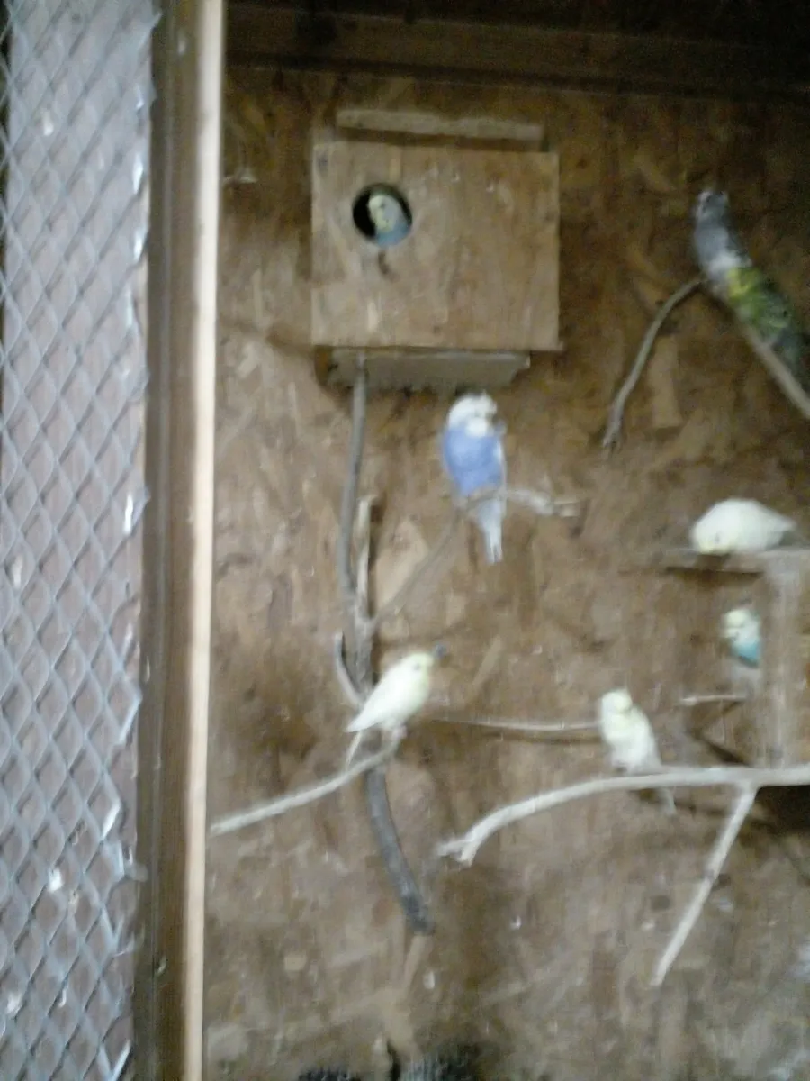 Budgies - Image 1