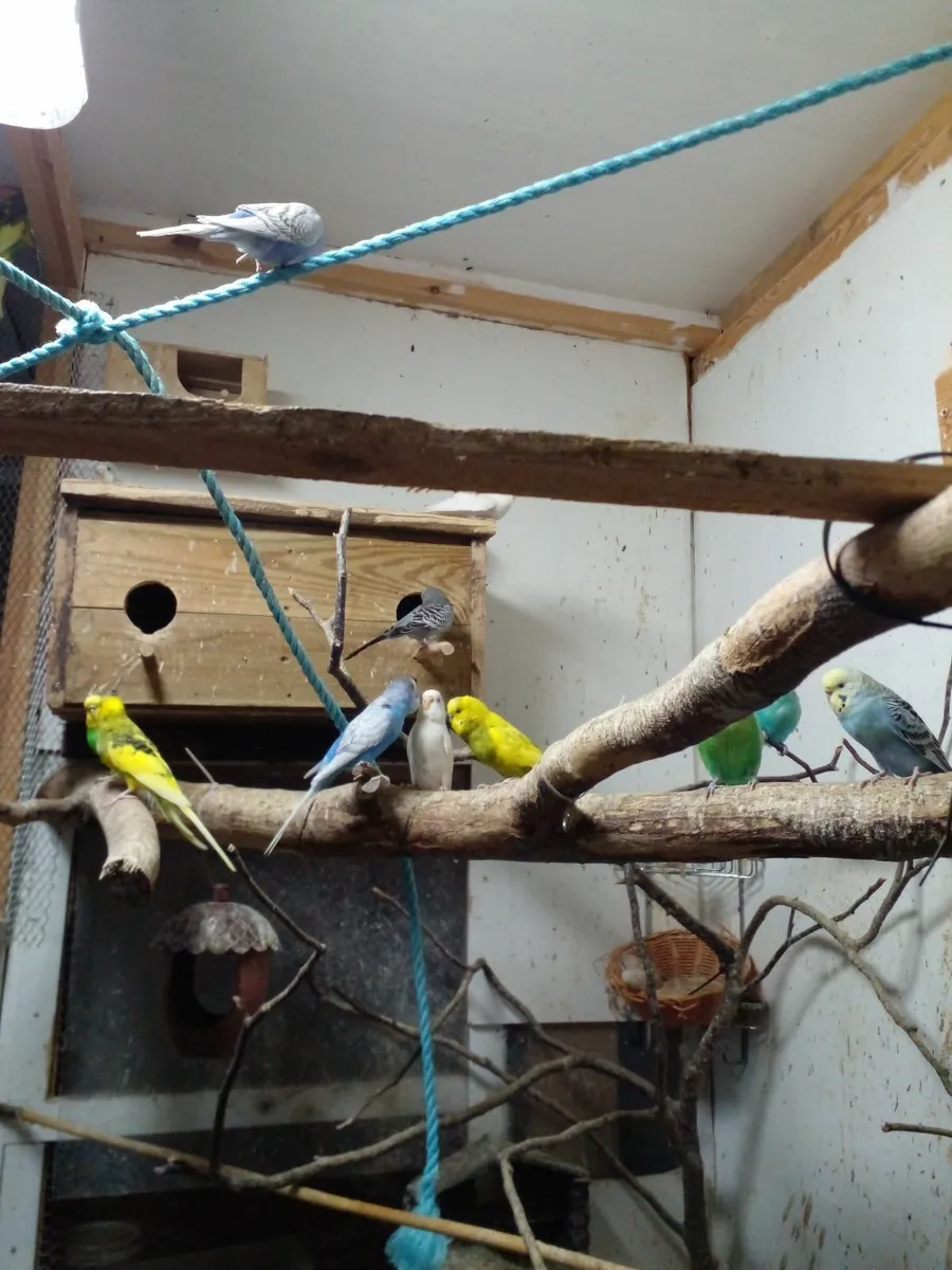 Budgies - Image 2
