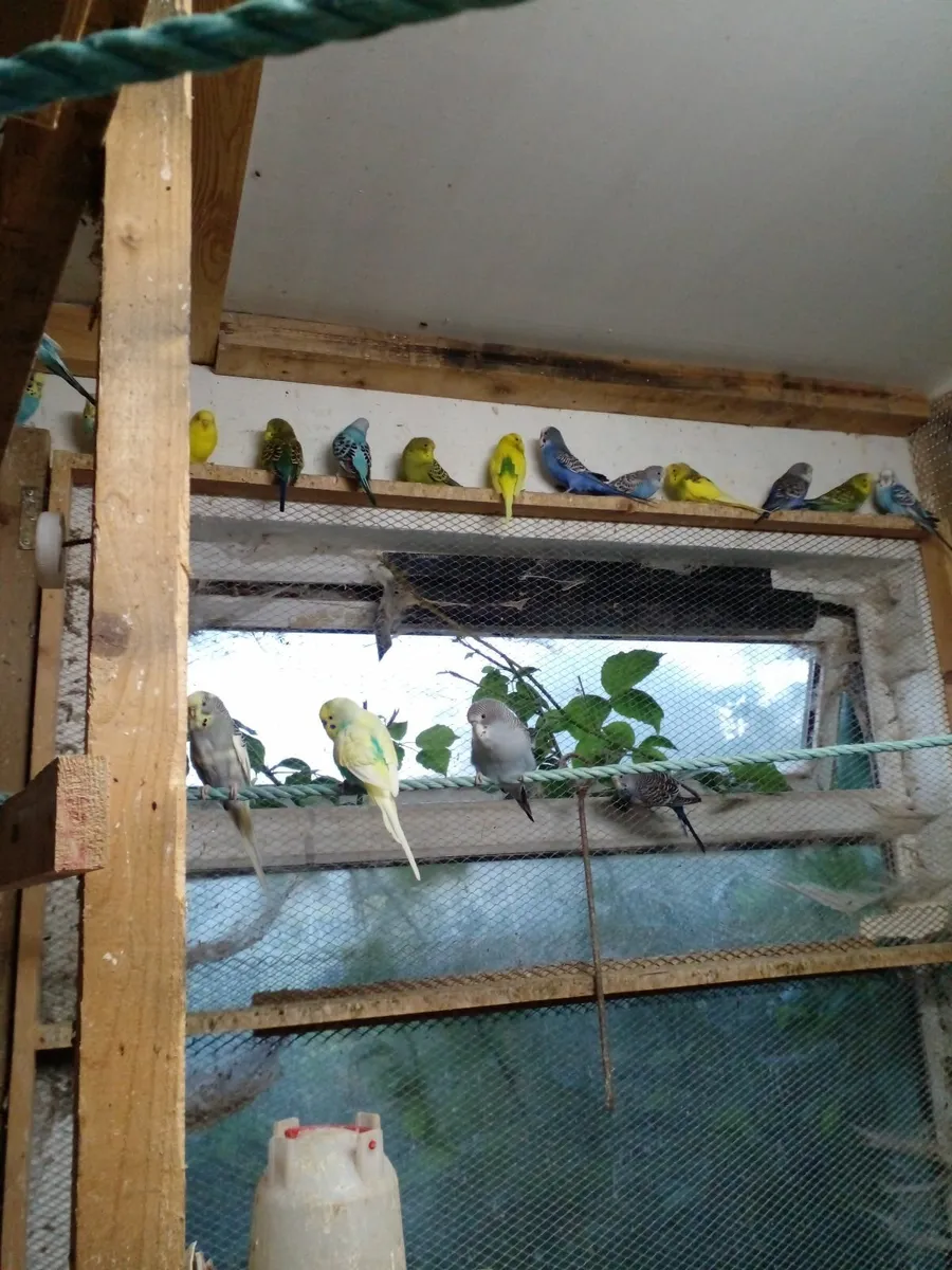 Budgies - Image 3