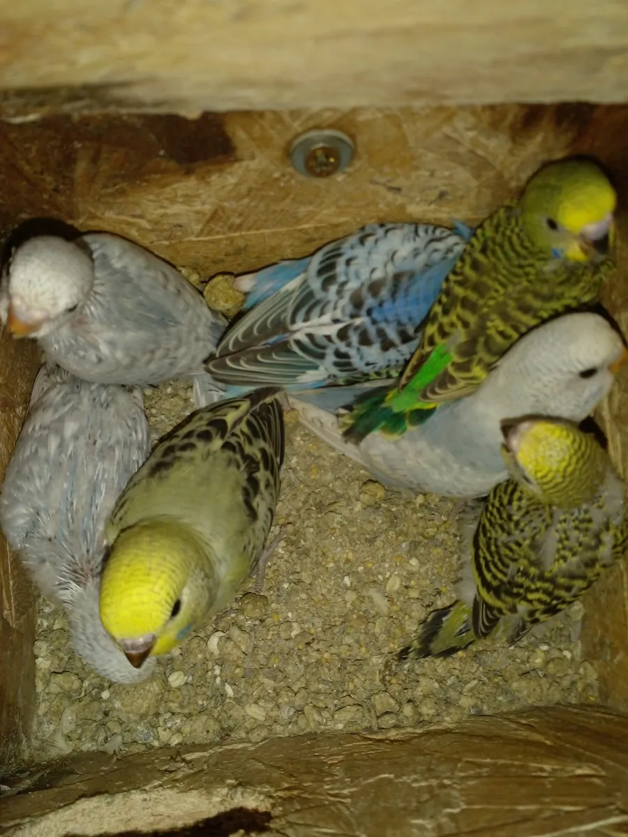 Budgies - Image 4