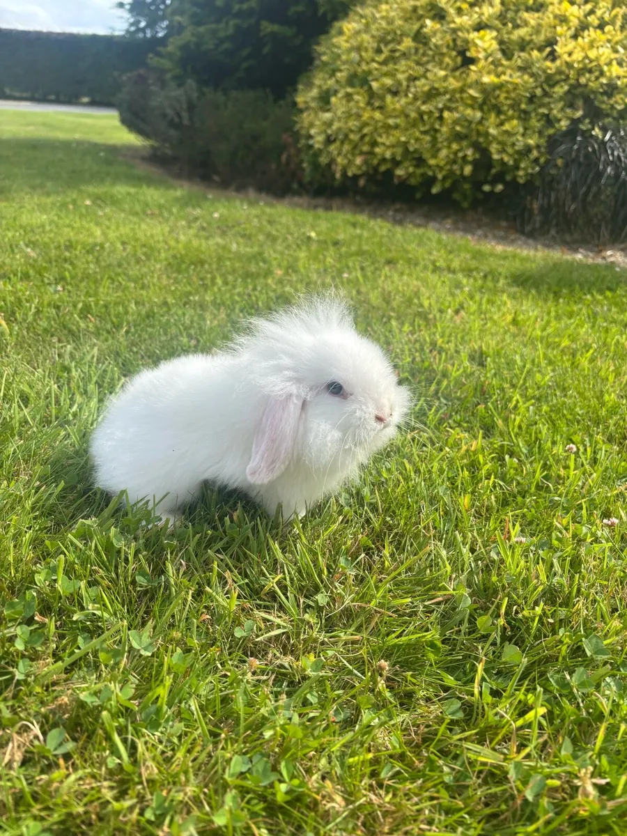 Rabbits - Image 3