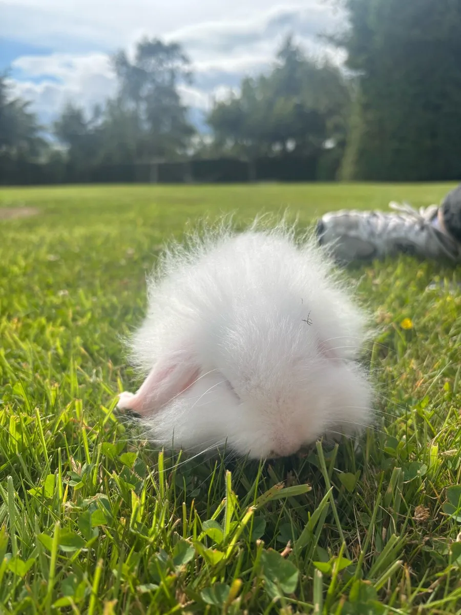 Rabbits - Image 4
