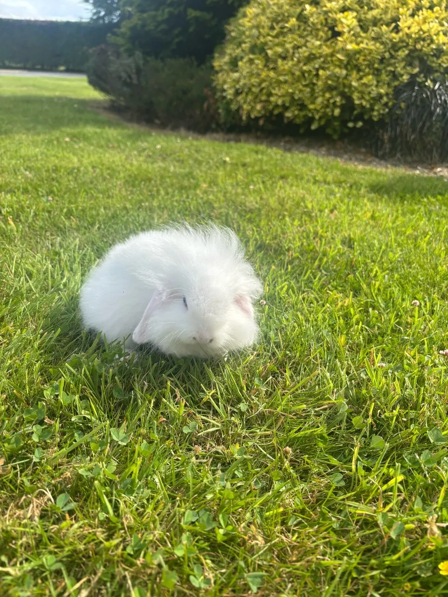 Rabbits - Image 2