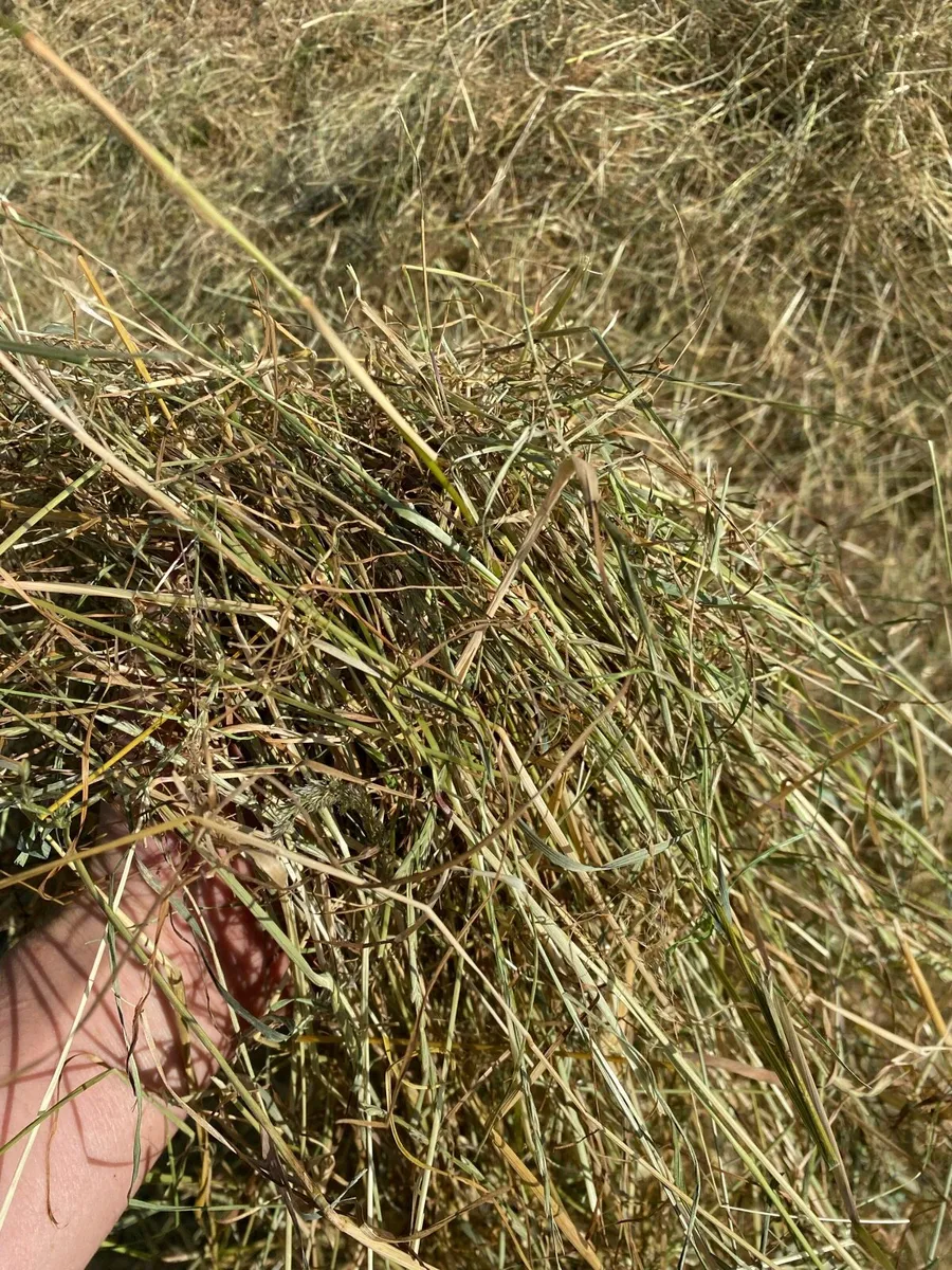 Hay - Image 1