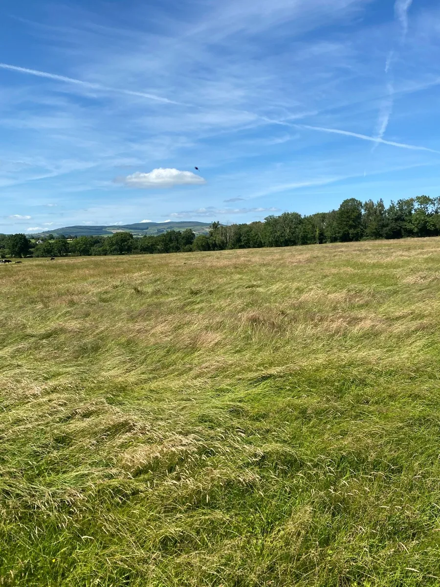 Hay - Image 2