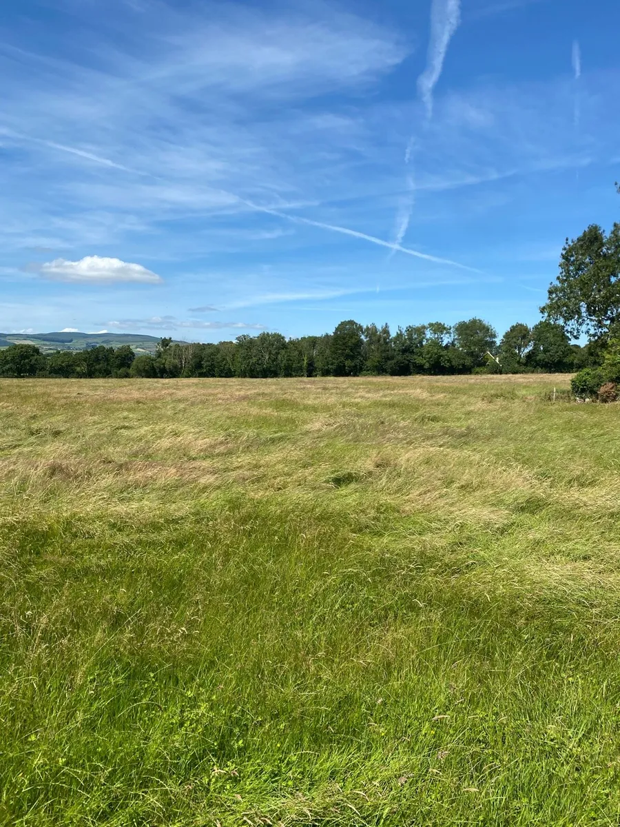 Hay - Image 3