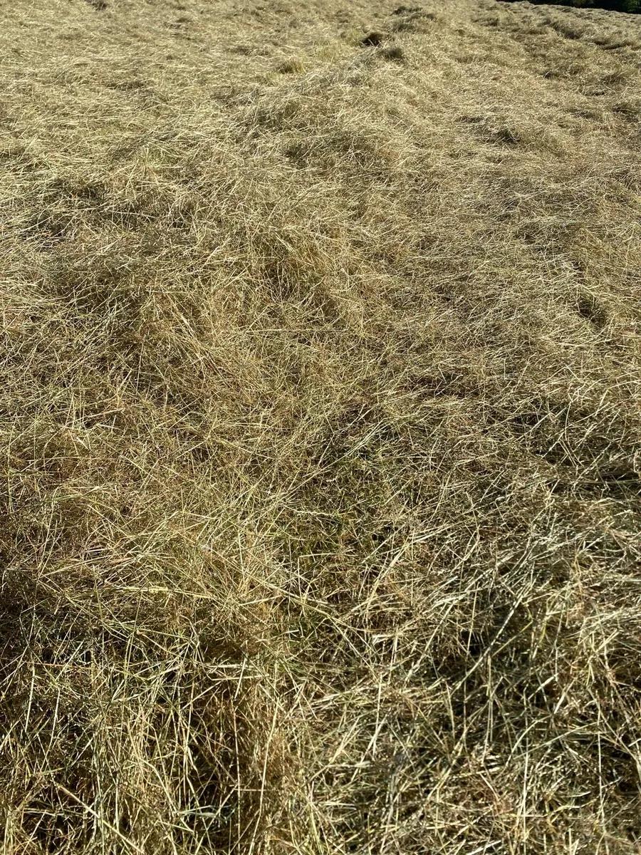 Hay - Image 4