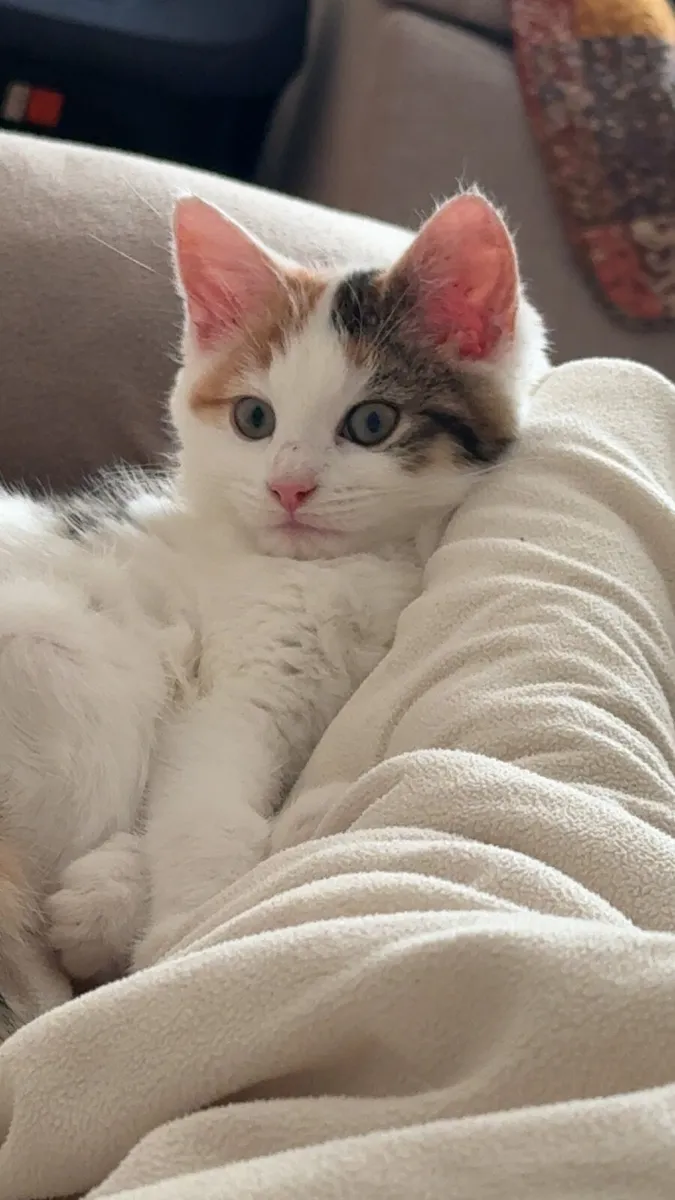 Kitten and young adult cat for rehoming - Image 1
