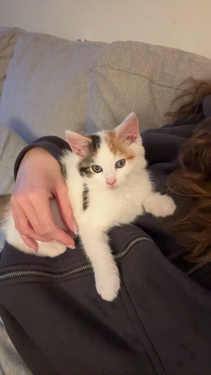 Kitten and young adult cat for rehoming - Image 2