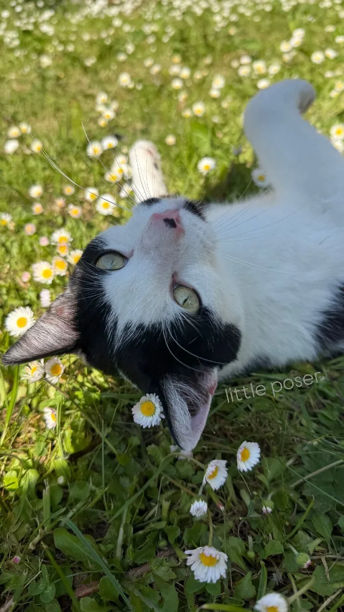 Kitten and young adult cat for rehoming - Image 3