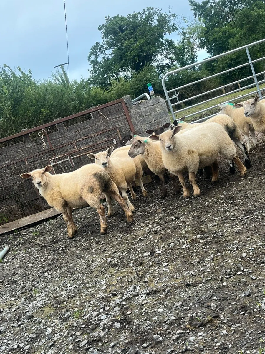Suftex x ewe lambs - Image 1