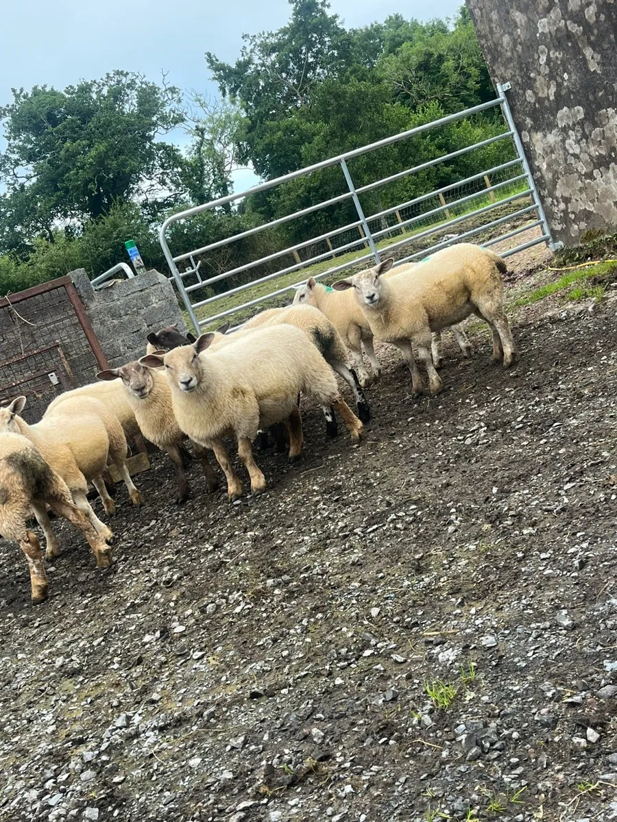 Suftex x ewe lambs - Image 2