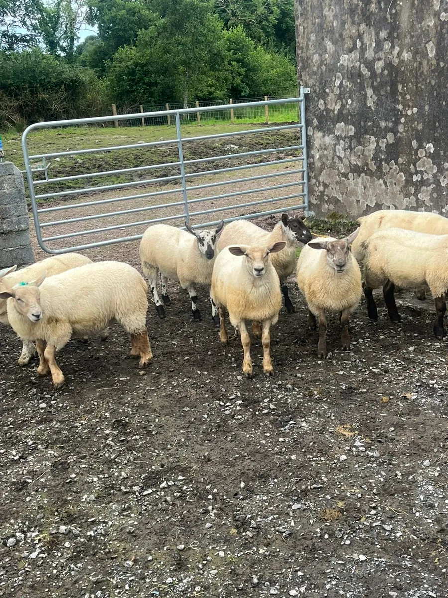 Suftex x ewe lambs - Image 3