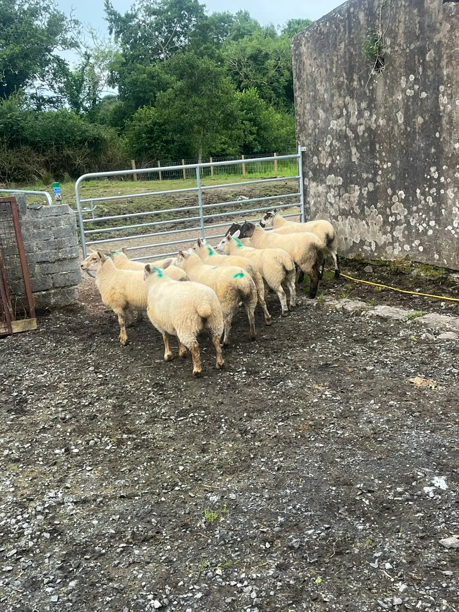 Suftex x ewe lambs - Image 4